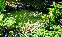 Weiher1